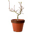 Acer palmatum Shishigashira, 36 cm, ± 12 anni, con nebari di 2,5 cm