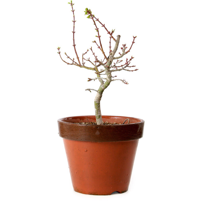 Acer palmatum Shishigashira, 36 cm, ± 12 anni, con nebari di 2,5 cm
