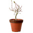 Acer palmatum Shishigashira, 36 cm, ± 12 years old, with a nebari of 2,5 cm