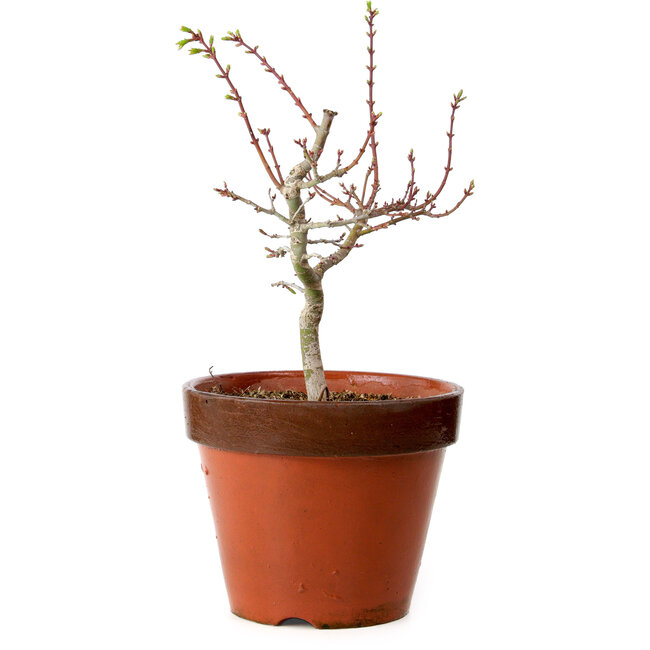 Acer palmatum Shishigashira, 36 cm, ± 12 years old, with a nebari of 2,5 cm