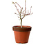 Acer palmatum Shishigashira, 36 cm, ± 12 years old, with a nebari of 2,5 cm