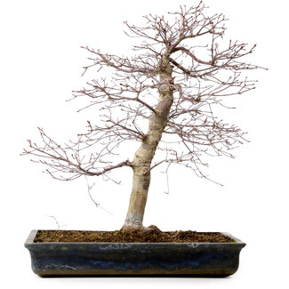 Acer palmatum deshojo, 49 cm, ± 20 años