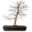 Acer palmatum deshojo, 49 cm, ± 20 años, con un nebari de 9 cm