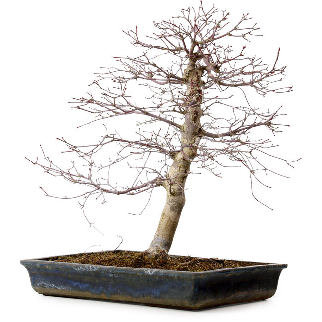 Acer palmatum deshojo, 49 cm, ± 20 anni, con nebari di 9 cm