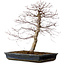 Acer palmatum deshojo, 49 cm, ± 20 Jahre alt, mit einem Wurzelhals von 9 cm