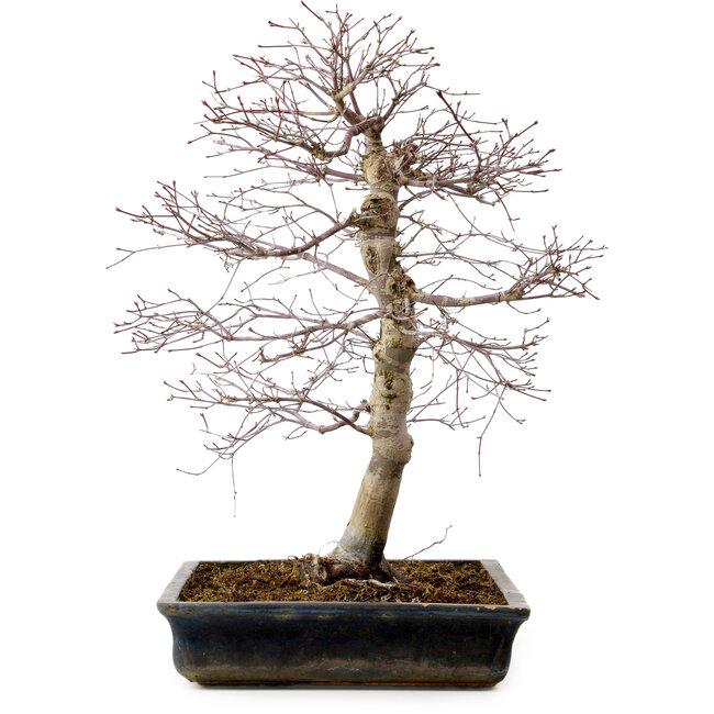 Acer palmatum deshojo, 49 cm, ± 20 years old, with a nebari of 9 cm