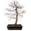 Acer palmatum deshojo, 49 cm, ± 20 ans, avec un nebari de 9 cm