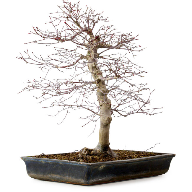 Acer palmatum deshojo, 49 cm, ± 20 años, con un nebari de 9 cm