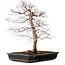 Acer palmatum deshojo, 49 cm, ± 20 anni, con nebari di 9 cm