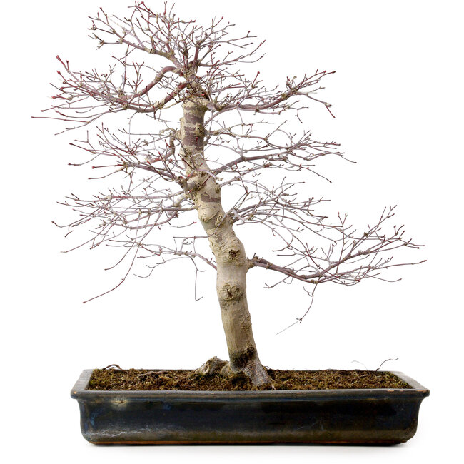 Acer palmatum deshojo, 49 cm, ± 20 años, con un nebari de 9 cm