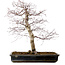 Acer palmatum deshojo, 49 cm, ± 20 ans, avec un nebari de 9 cm