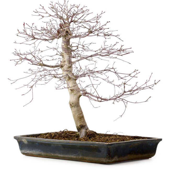 Acer palmatum deshojo, 49 cm, ± 20 anni, con nebari di 9 cm