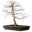 Acer palmatum deshojo, 49 cm, ± 20 años, con un nebari de 9 cm