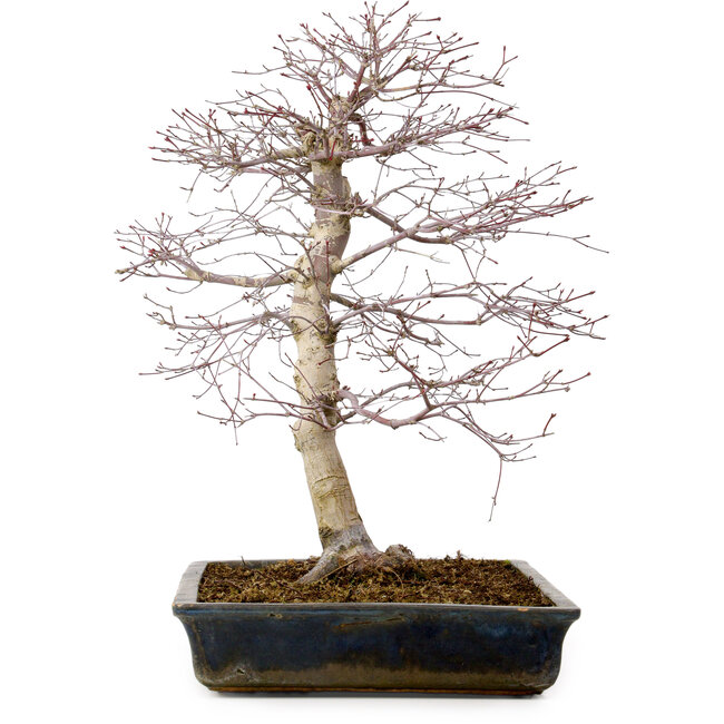 Acer palmatum deshojo, 49 cm, ± 20 anni, con nebari di 9 cm