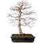 Acer palmatum deshojo, 49 cm, ± 20 Jahre alt, mit einem Wurzelhals von 9 cm