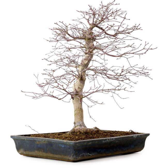 Acer palmatum deshojo, 49 cm, ± 20 anni, con nebari di 9 cm