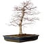Acer palmatum deshojo, 49 cm, ± 20 jaar oud, met een nebari van 9 cm