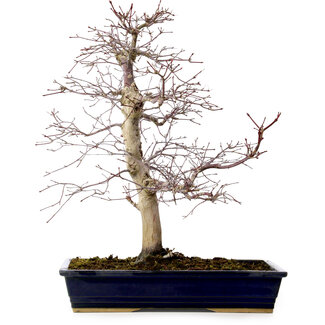 Acer palmatum deshojo, 49 cm, ± 20 Jahre alt