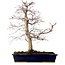 Acer palmatum deshojo, 49 cm, ± 20 Jahre alt, mit einem Wurzelhals von 7 cm