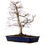 Acer palmatum deshojo, 49 cm, ± 20 Jahre alt, mit einem Wurzelhals von 7 cm