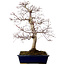 Acer palmatum deshojo, 49 cm, ± 20 anni, con nebari di 7 cm