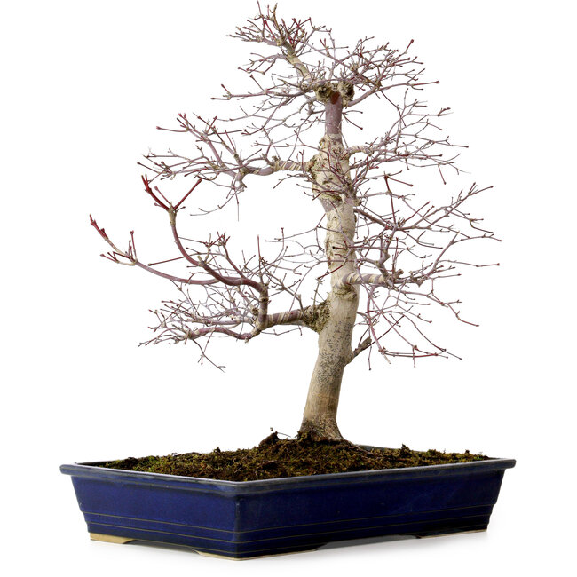 Acer palmatum deshojo, 49 cm, ± 20 ans, avec un nebari de 7 cm