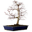 Acer palmatum deshojo, 49 cm, ± 20 años, con un nebari de 7 cm