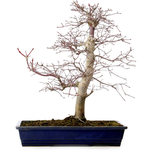 Acer palmatum deshojo, 49 cm, ± 20 years old, with a nebari of 7 cm