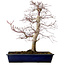 Acer palmatum deshojo, 49 cm, ± 20 anni, con nebari di 7 cm