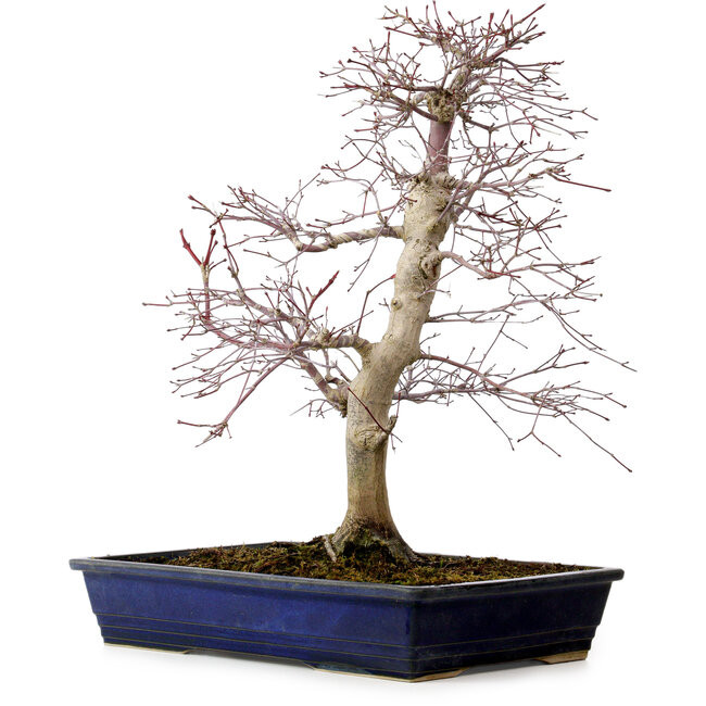 Acer palmatum deshojo, 49 cm, ± 20 años, con un nebari de 7 cm