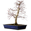 Acer palmatum deshojo, 49 cm, ± 20 ans, avec un nebari de 7 cm