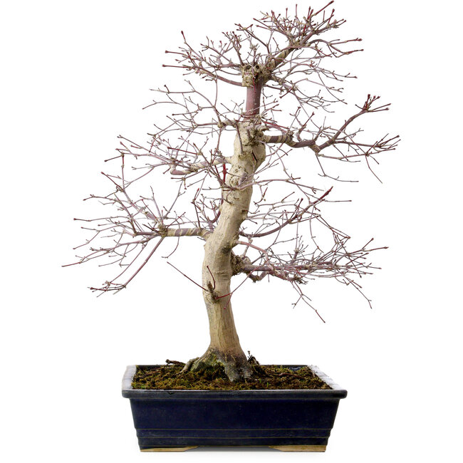 Acer palmatum deshojo, 49 cm, ± 20 años, con un nebari de 7 cm