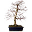 Acer palmatum deshojo, 49 cm, ± 20 jaar oud, met een nebari van 7 cm