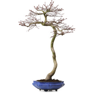 Acer palmatum, 75 cm, ± 20 Jahre alt