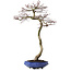 Acer palmatum, 75 cm, ± 20 años, con un nebari de 12 cm