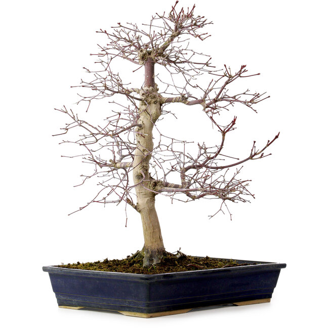 Acer palmatum deshojo, 49 cm, ± 20 años, con un nebari de 7 cm