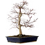 Acer palmatum deshojo, 49 cm, ± 20 anni, con nebari di 7 cm