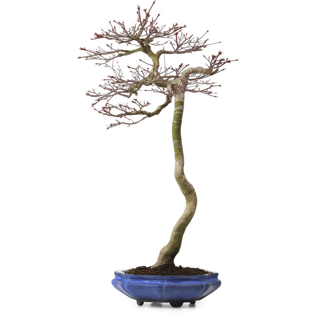 Acer palmatum, 75 cm, ± 20 jaar oud, met een nebari van 12 cm