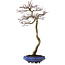Acer palmatum, 75 cm, ± 20 ans, avec un nebari de 12 cm