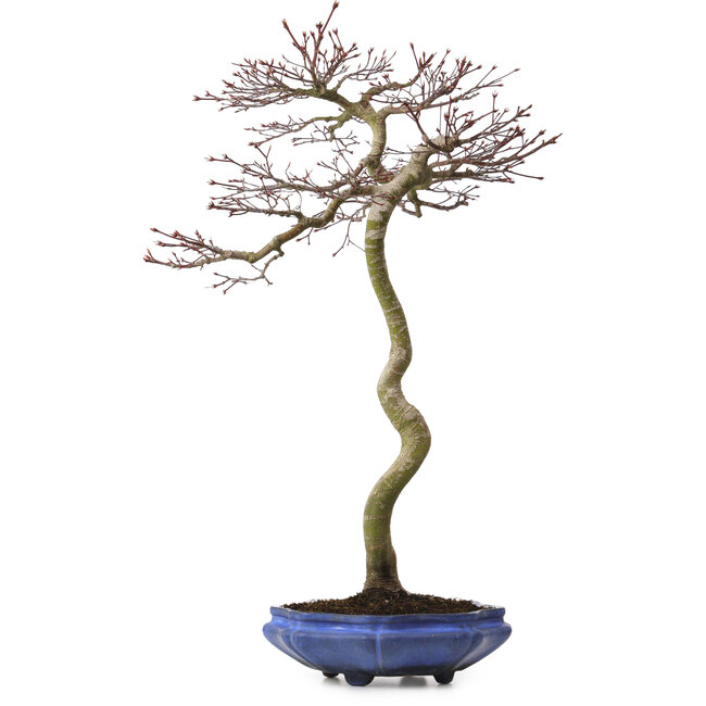 Acer palmatum, 75 cm, ± 20 ans, avec un nebari de 12 cm
