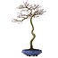 Acer palmatum, 75 cm, ± 20 años, con un nebari de 12 cm