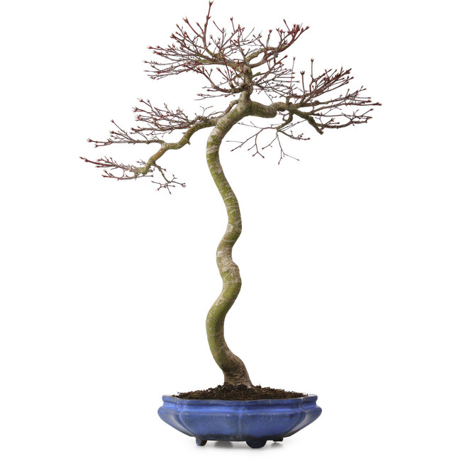 Acer palmatum, 75 cm, ± 20 ans, avec un nebari de 12 cm