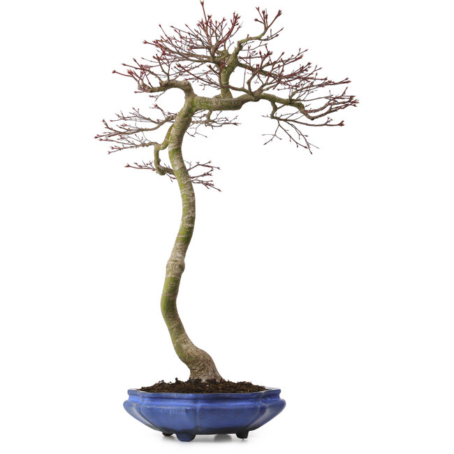 Acer palmatum, 75 cm, ± 20 ans, avec un nebari de 12 cm