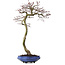Acer palmatum, 75 cm, ca. 20 Jahre alt, mit einem Wurzelhals von 12 cm