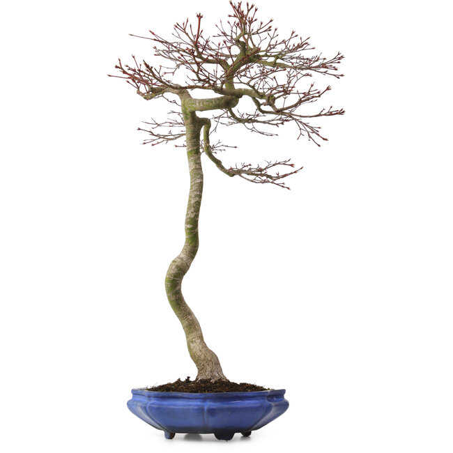 Acer palmatum, 75 cm, ± 20 jaar oud, met een nebari van 12 cm