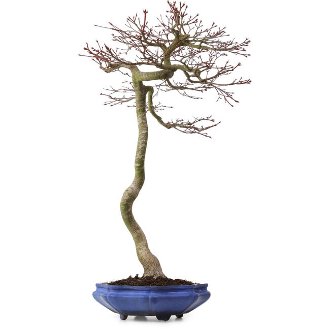 Acer palmatum, 75 cm, ± 20 years old, with a nebari of 12 cm