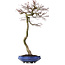 Acer palmatum, 75 cm, ca. 20 Jahre alt, mit einem Wurzelhals von 12 cm