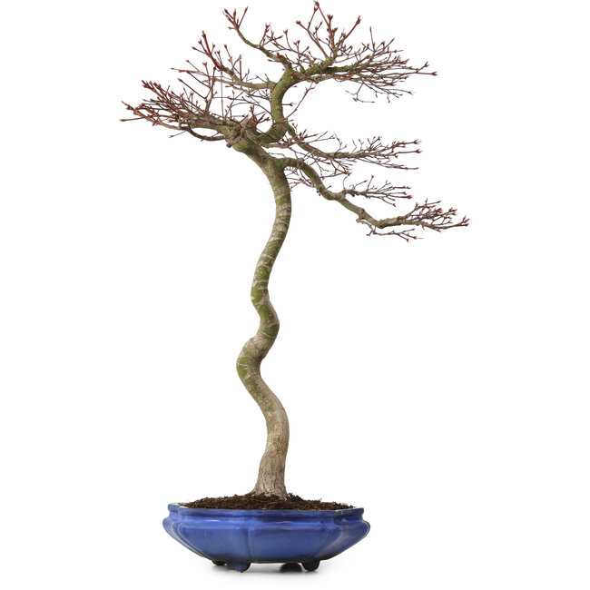 Acer palmatum, 75 cm, ± 20 ans, avec un nebari de 12 cm
