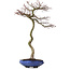 Acer palmatum, 75 cm, ± 20 años, con un nebari de 12 cm