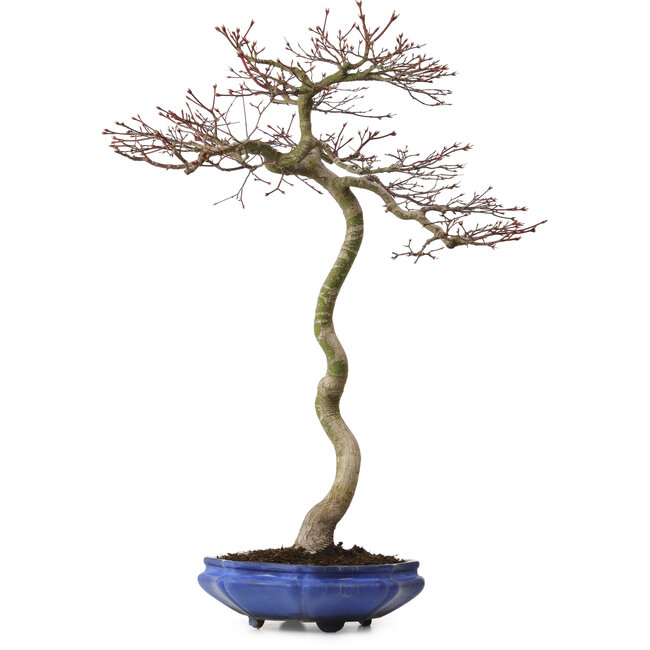 Acer palmatum, 75 cm, ± 20 ans, avec un nebari de 12 cm